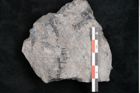 Foto (Detailansicht) von Asterocarpus meriani Brongniart (NHMW-GEO-2024-0188-10609)